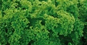 W. Legutko — зураг