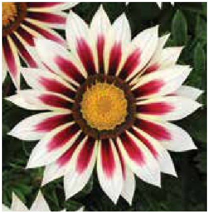 Цолмон - Gazania Gaerth Шинэ өдөр цуврал Улаан ягаан судалт 