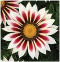 Цолмон - Gazania Gaerth Шинэ өдөр цуврал Улаан ягаан судалт 
