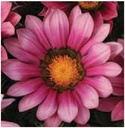 Цолмон - Gazania Gaerth Шинэ өдөр цуврал Ягаан судалт /бүрэл