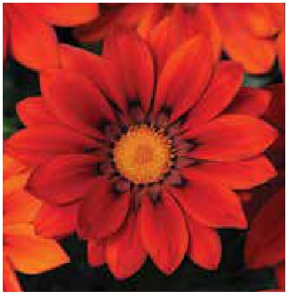 Цолмон - Gazania Gaerth Шинэ өдөр цуврал Улаан судалт /бүрэл