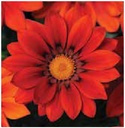 Цолмон - Gazania Gaerth Шинэ өдөр цуврал Улаан судалт /бүрэл