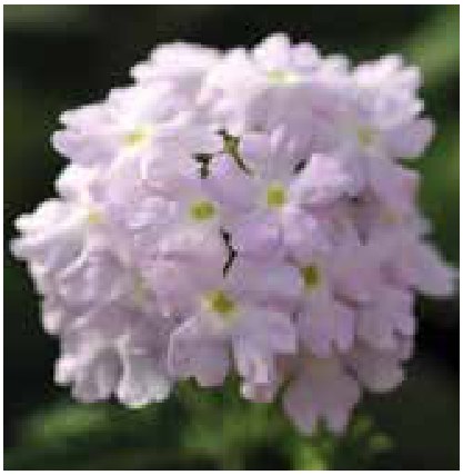 Догор - Verbena L Куарт XR цуврал Мөнгөлөг ягаан /идэвхжүүлс