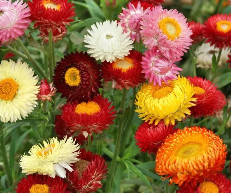 Гелихризум Новогодний букет /Мөнхцэцэг кг/