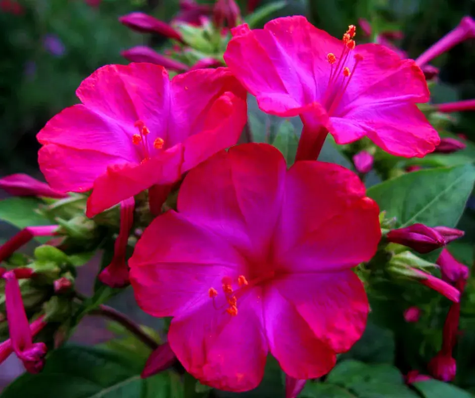 Мирабилис ягаан кг