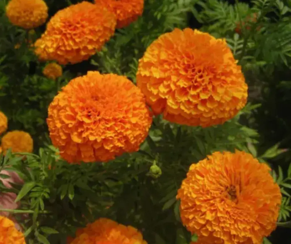 Хилэн цэцэг /шар оранж 50-90 см/-Tagetes Erecta