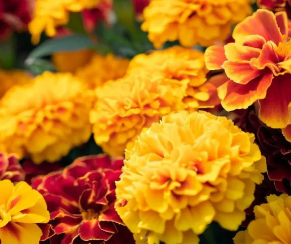 Хилэн холимог/25-35 см/-Tagetes patulal lim