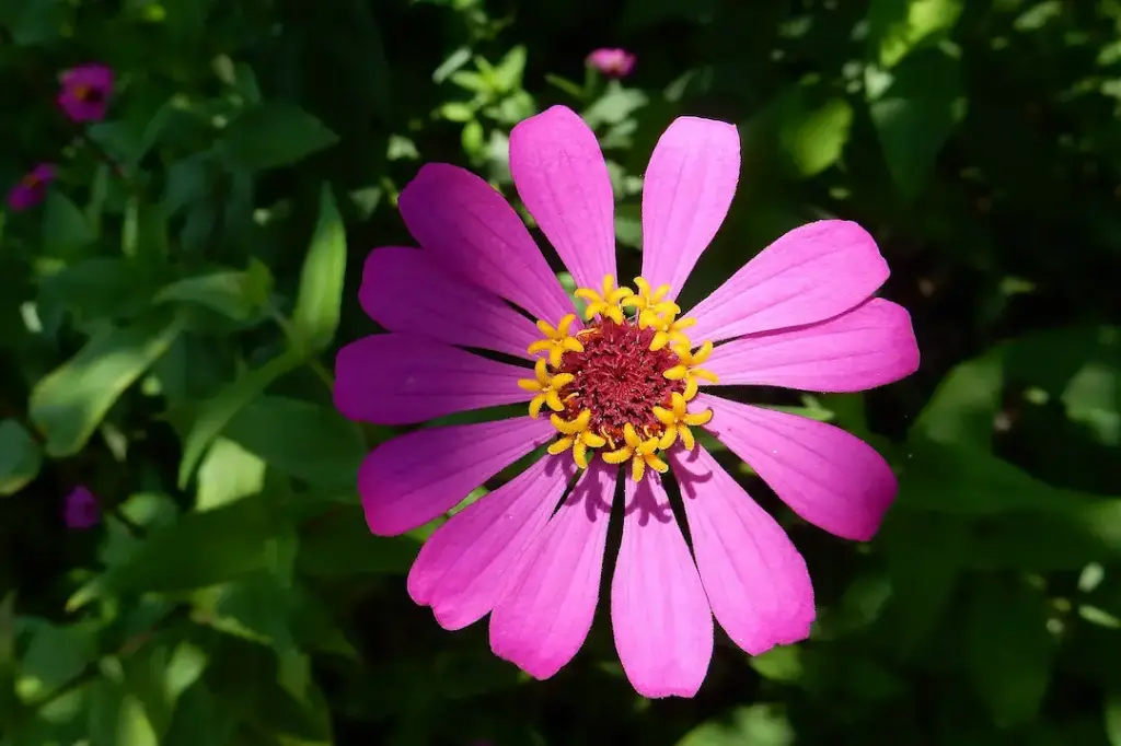 Цинния (намхан)-Zinnia elegans jacq