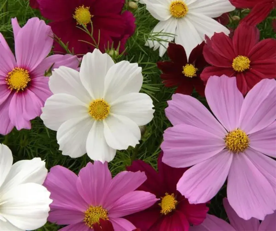 Энхэлгэнэ Космос - Cosmos bipinnatus холимог өнгөтэй