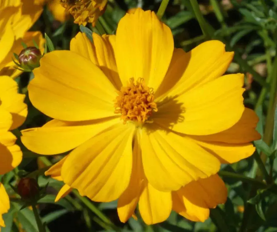 Энхэлгэнэ Космос cosmos sulphureus шар өнгөтэй