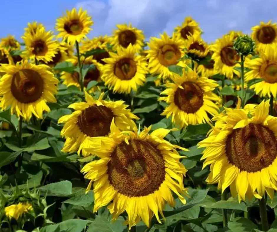 Наранцэцгийн үр Казачий кг