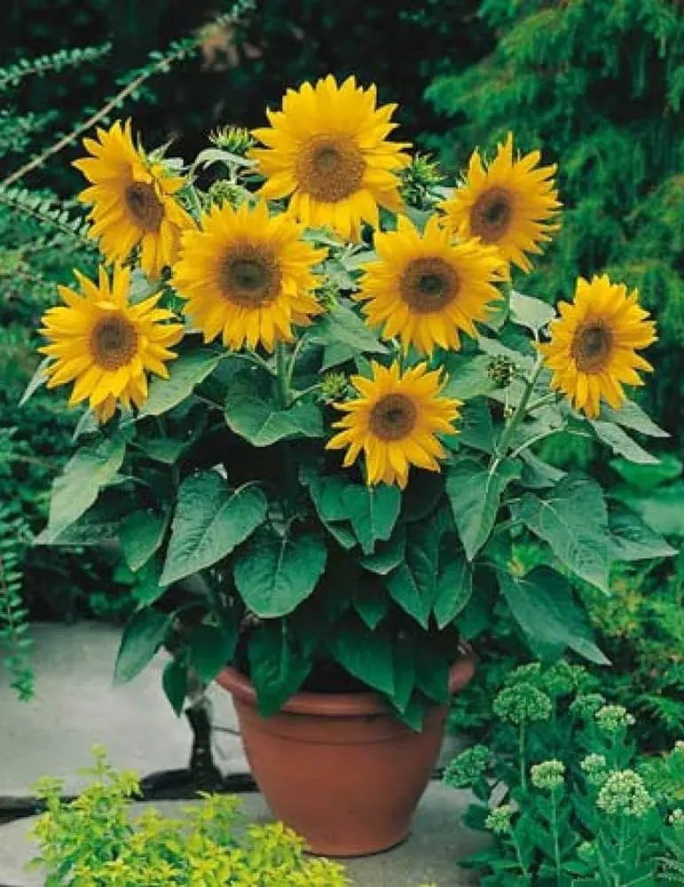 Наранцэцэг гоёлын намхан олон толгойт Helianthus annuus  extra dwarf, single flowered