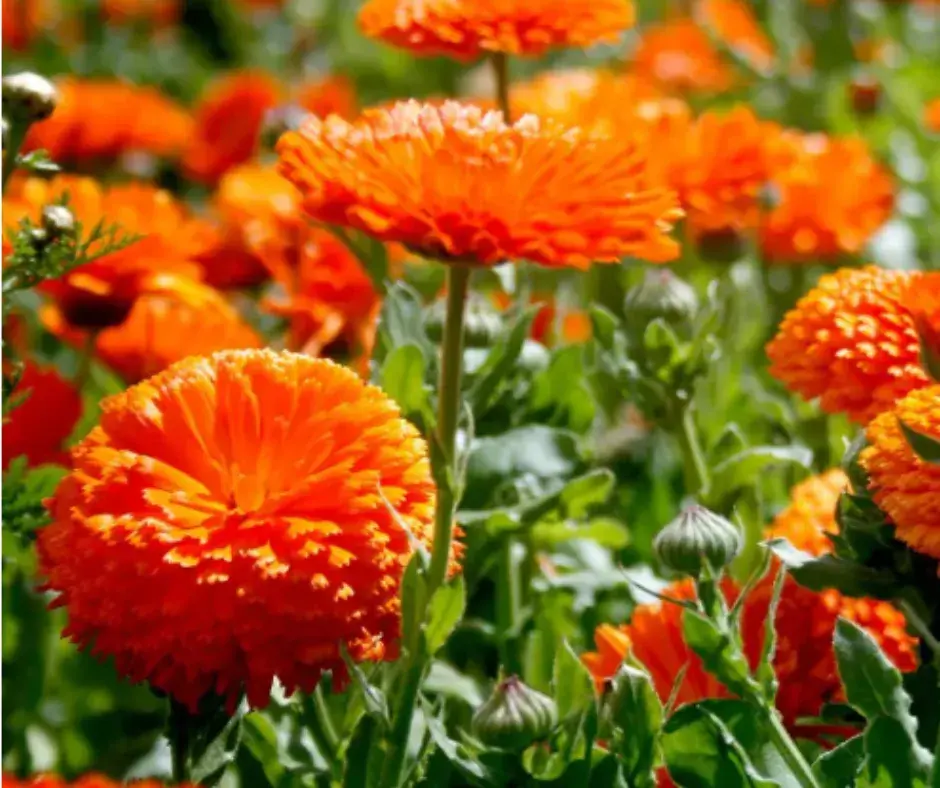 Хумсан цэцэгний үр 