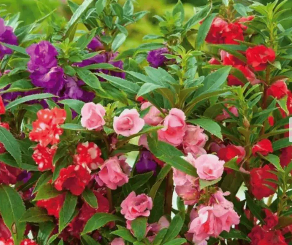 Усан цэцэг-Бальзам-impatiens balsamina
