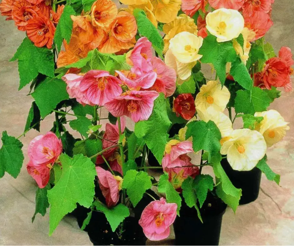 Хим /Абутилон гибридный Джульетта, смесь сортов