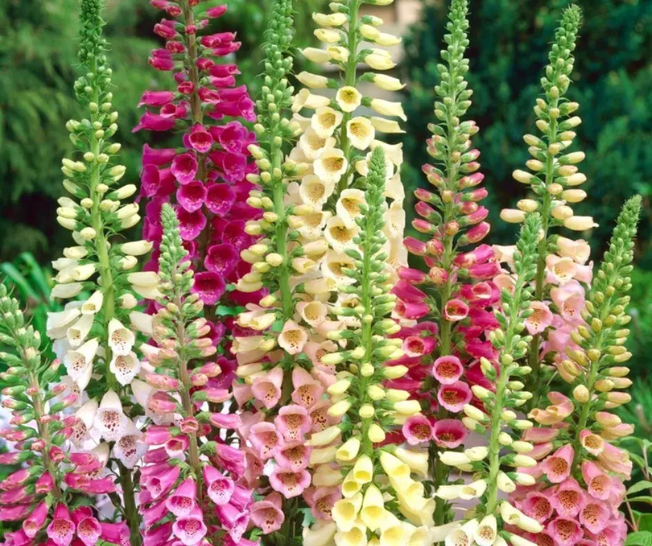 Хуруувчин цэцэг /Digitalis purpurea gloxiniaeflora mixed h120см холимог өнгө, кг