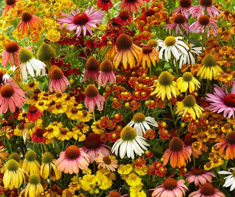 Хондон улаан Эхинацея /Echinacea purpurea purple red h80см 303.000/