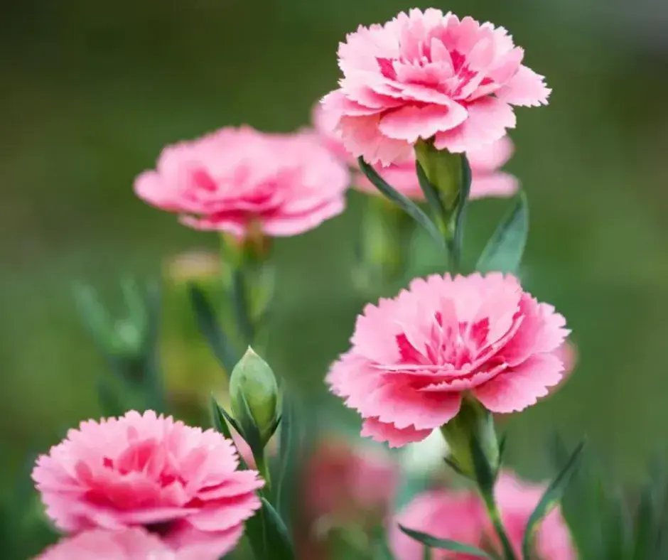 Башир-Dianthus plumaris linn