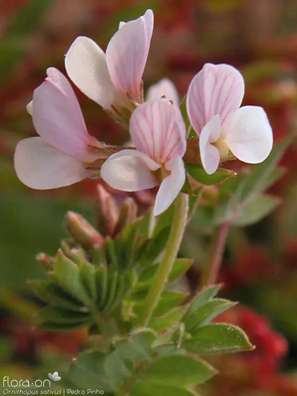 Вандуй цэцэг  /263.490 /