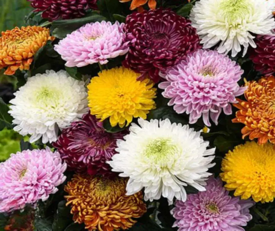 Удвал цэцэг үр ширхэгээр