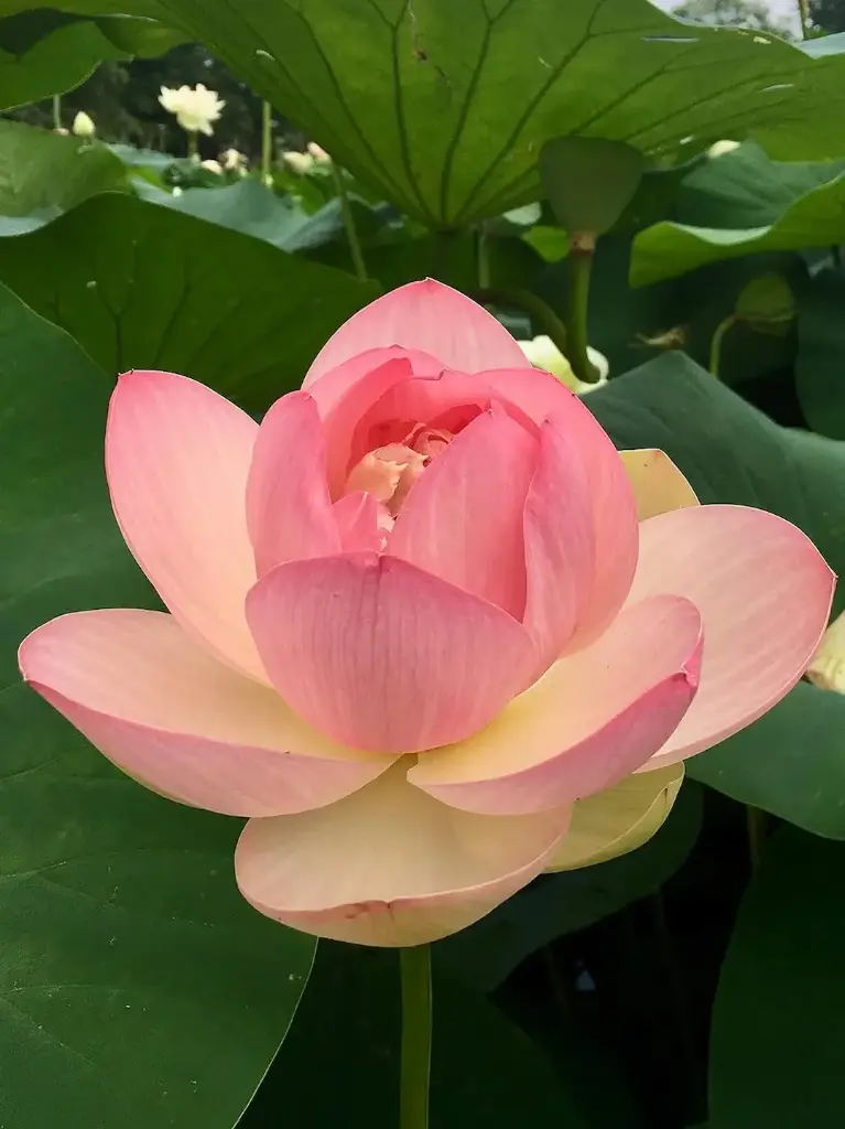 Бадамлянхуа Lotus flower seeds 1 ширхэг