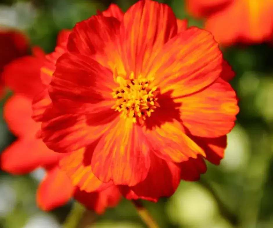 Космос /улаан шар/ cosmos sulphureus 100 гр