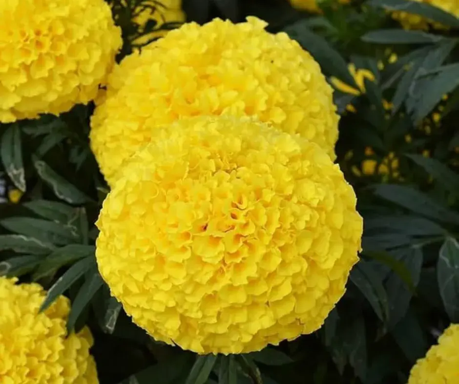 Хилэн цэцэг - Зөгийн үүр /өнгө шар  1 гр Hybrid F1 /