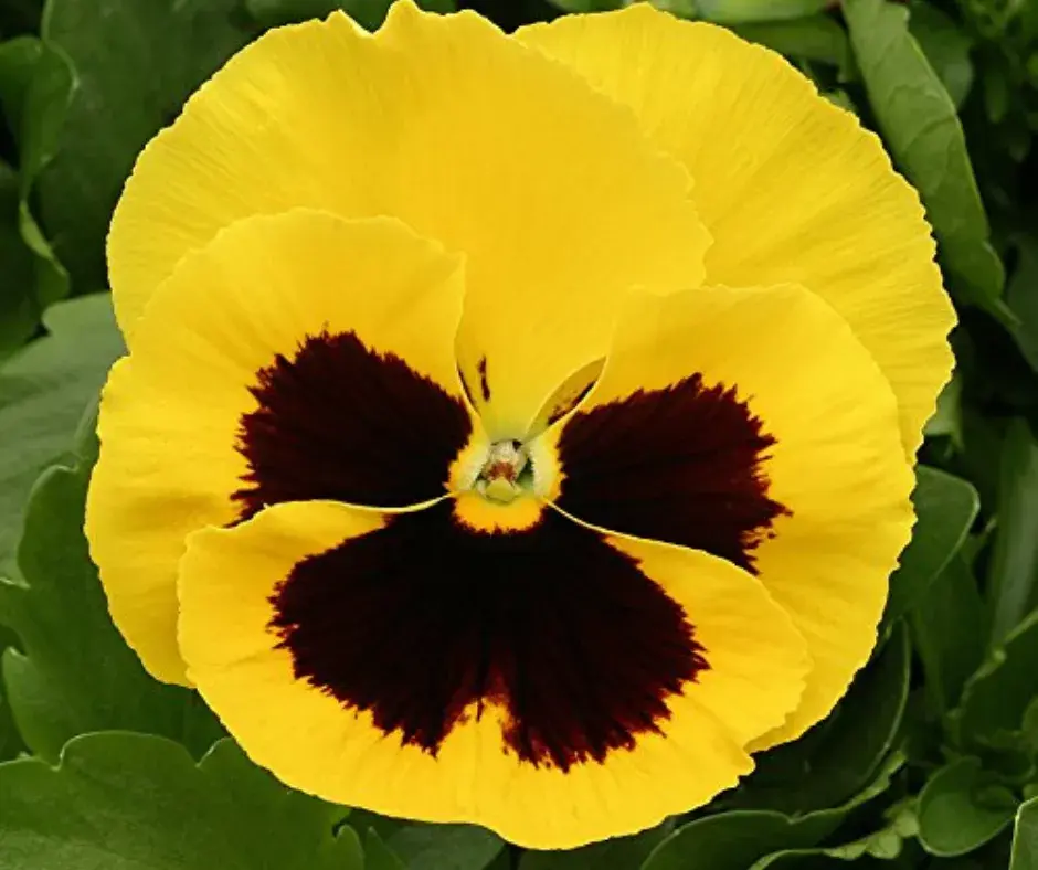 Алаг нүдэн Виола хар голтай шар