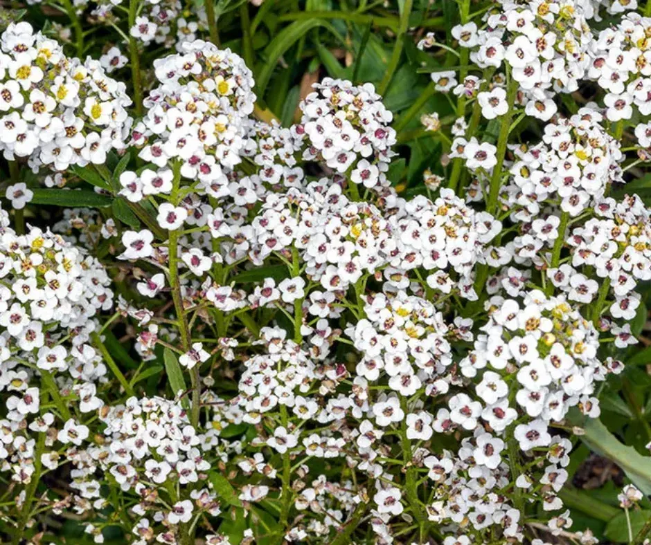 Алиссум цэцэг/Lobularia maritima l. desv. 1г 