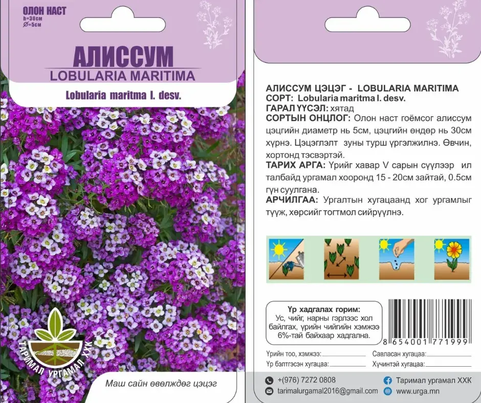 Алиссум цэцэг