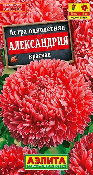 Астра Александрия красная