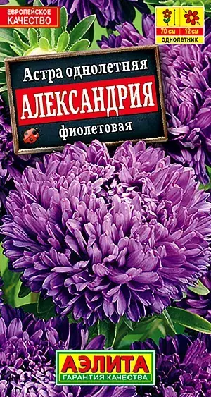 Астра Александрия фиолетовая
