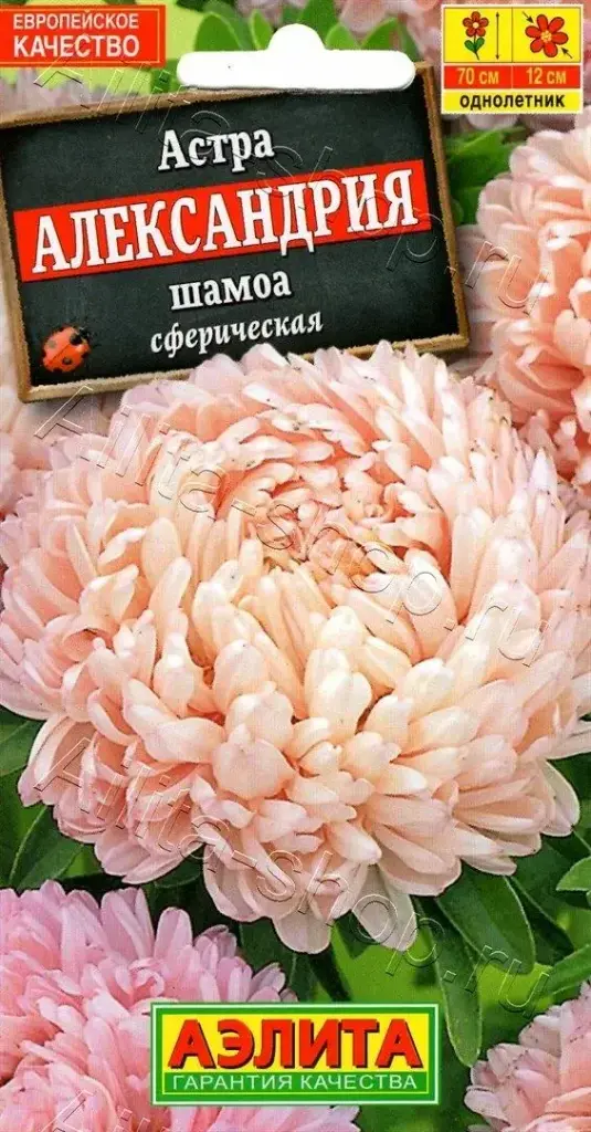 Астра Александрия шамоа