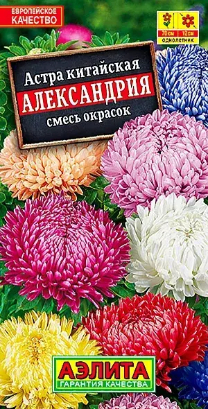 Астра Александрия, смесь сортов