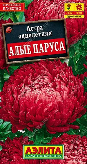 Астра Аполлония красная