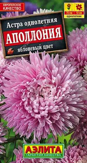 Астра Аполлония яблоневый цвет