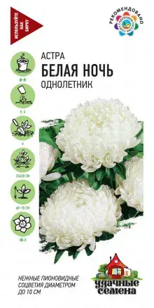 Астра Белая ночь однолетник