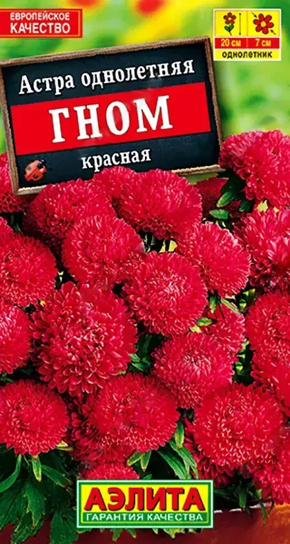Астра Гном красная 