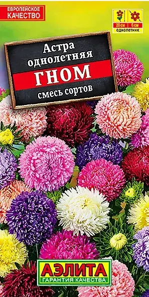 Астра Гном, смесь сортов