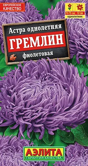 Астра Гремлин фиолетовая