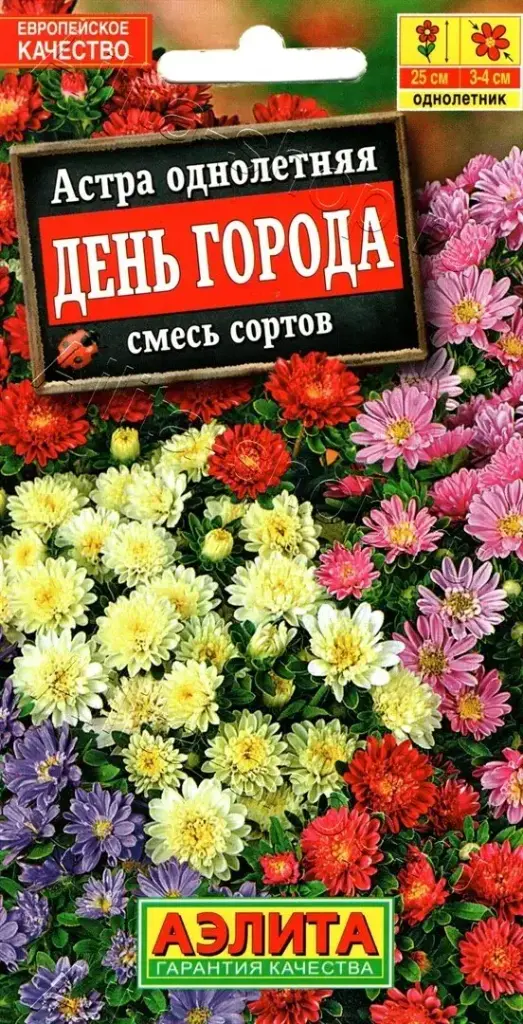 Астра День города, смесь сортов