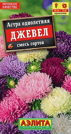 Астра Джевел, смесь сортов