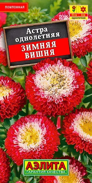 Астра Зимняя вишня помпонная