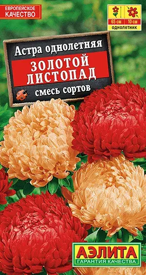 Астра Золотой листопад, смесь сортов