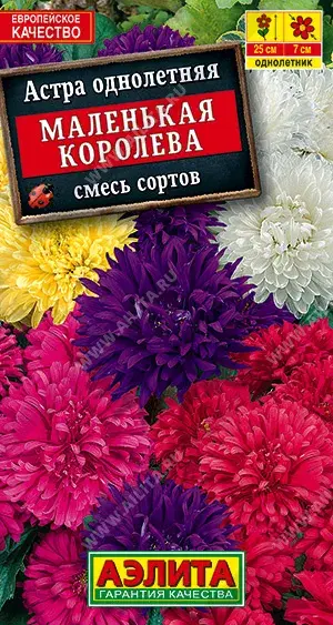 Астра Маленькая королева, смесь сортов