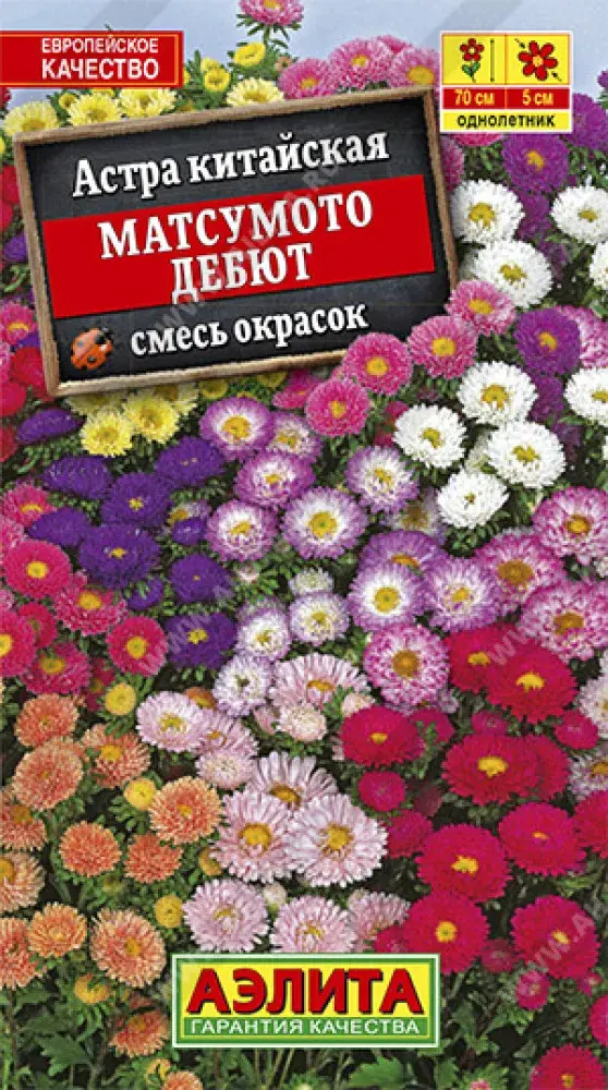 Астра Матсумото Дебют, смесь сортов