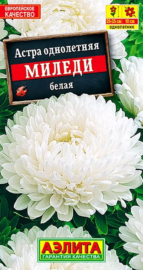 Астра Миледи белая