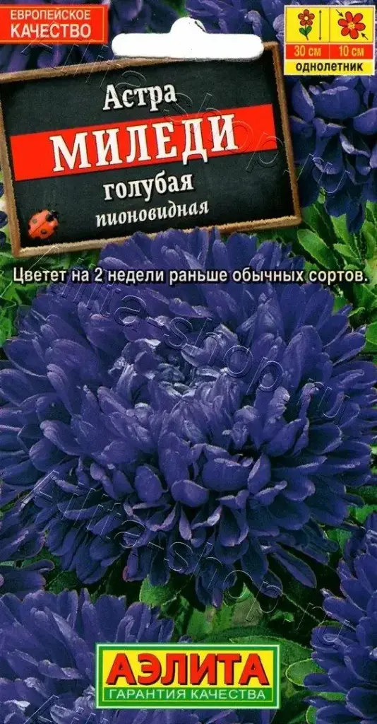 Астра Миледи голубая