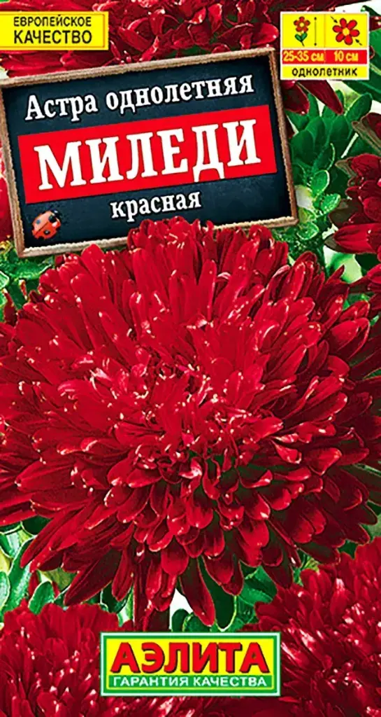 Астра Миледи красная