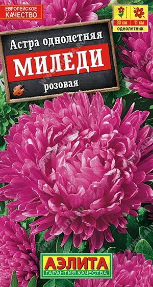 Астра Миледи розовая